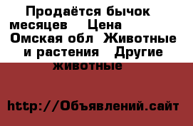 Продаётся бычок 7 месяцев  › Цена ­ 18 000 - Омская обл. Животные и растения » Другие животные   